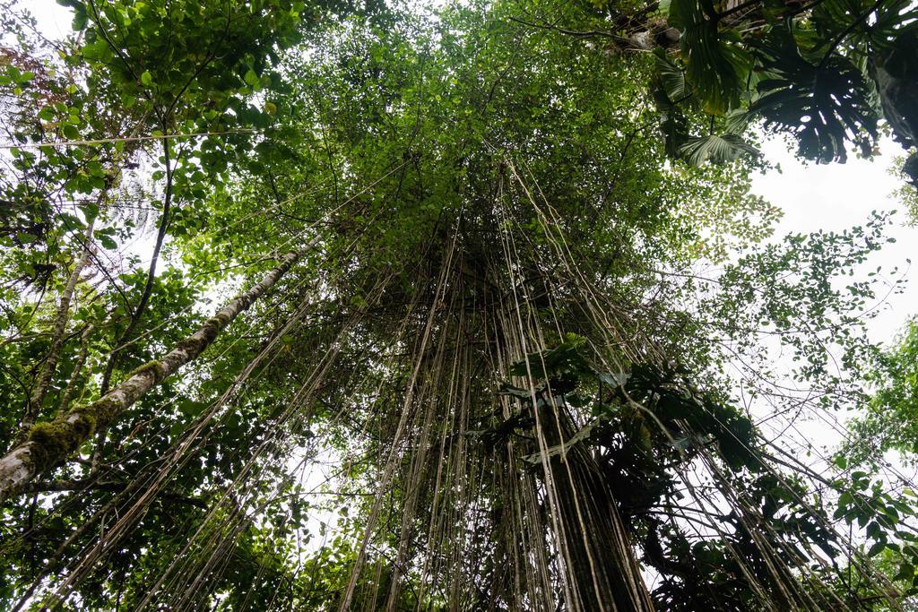 Hakuna Matata Amazon Lodge Archidona Exterior foto
